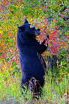 Black Bear (Ursus americanus) standing and  picking berries amongst colourful Aspen Trees (Populus tremula) Grand Tetons NP, Wyoming, USA