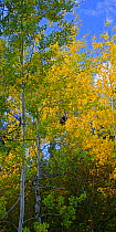Black Bear (Ursus americanus) climging high up in Aspen Tree (Populus tremula) Wyoming, USA
