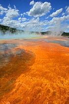 Colourful run off from geothermal pool formed by algae and bacteria, Yellowstone National Park, Montana, USA