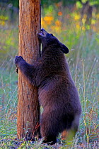 Black Bear (Ursus americanus)  cub scratching a telephone pole, Grand Tetons National Park, Wyoming, USA
