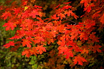 Crimson coloured leaves of Sugar Maple (Acer saccharum) Autumn, Wyoming, USA