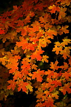 Orange coloured leaves of a Sugar Maple (Acer saccharum) in Autumn, Wyoming, USA