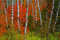 Aspen Tree (Populus tremula) trunks and Maples in Autumn, Wyoming, USA
