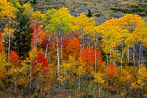 Aspens (Populus tremula) and Maple trees (Acer) with Autumn colours, Wyoming, USA