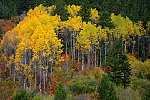 Aspens (Populus tremula) in the process of changing colour, Autumn, Wyoming, USA
