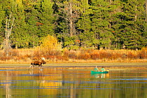 Tourists in canoe watching bull Moose (Alces alces) walking through water during Autumn rut season, Grand Teton National Park, Wyoming, USA