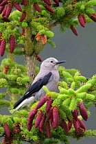 Clark's Nutcracker (Nucifraga columbiana) perched in a Pine tree with purple pine cones, Alberta, Canada