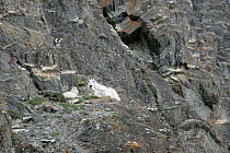 Mountain Goat (Oreaminos americanus) with kid on rocky mountain side, USA