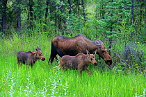Female Moose (Alces alces) with her two calves, Alaskan Highway, USA