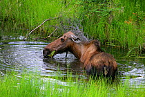 Moose cow (Alces alces) feeding on vegetation in roadside pool, Alaskan Highway, Alaska, USA