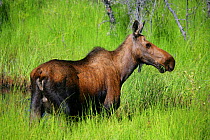 Female Moose (Alces alces) in long grass, Alaskan Highway, Alaska, USA