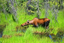 Female Moose (Alces alces) feeding in roadside water pools, Alaskan Highway, Alaska, USA