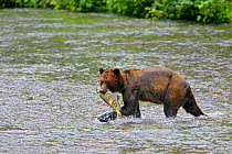 Grizzly Bear (Ursus arctos horribilis) with Chum Salmon (Oncorhynchus keta) Alaska, USA