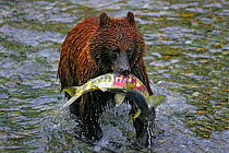 Grizzly Bear {Ursus arctos horribilis} with caught Chum Salmon, Alaska, USA