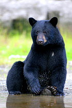 Black Bear {Ursus americanus} relaxing on the edge of a small stream, Alaska, USA