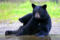 Black Bear {Ursus americanus} relaxing on the edge of a small stream, Alaska, USA