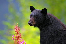 Black Bear {Ursus americanus} portrait, Alaska, USA