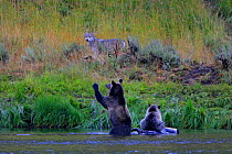 Female Grizzly bear {Ursus arctos horribilis} with her cub prepares to defend a Bison carcass against Grey wolf {Canis lupus) Yellowstone NP, Montana, USA