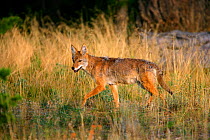 Coyote {Canis latrans} hunting Ground squirrels in grassland, Yellowstone NP, Montana, USA