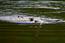 Northern river otters {Lutra canadensis} swimming in Snake River, Grand Teton NP, Wyoming, USA