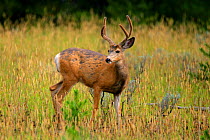 Mule deer {Odocoileus hemionus} male in velvet, Grand Teton NP, Wyoming, USA