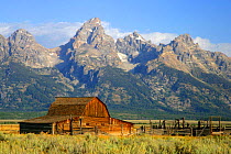 Mormon Barn dwarfed by the Teton peaks, Grand Teton NP, Wyoming, USA
