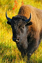 Bison {Bison bison} Yellowstone NP, Montana, USA