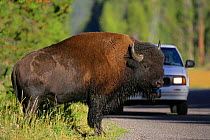 Large Bison {Bison bison} crossing road in front of car, Yellowstone NP, Montana, USA