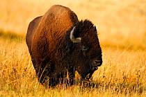 Bison {Bison bison} grazing, Yellowstone NP, Montana, USA