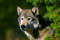 Grey wolf {Canis lupus} portrait, West Yellowstone, Montana, USA, captive