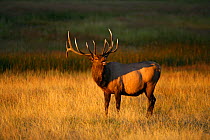 Bull Elk {Cervus canadensis} roaring, Yellowstone NP, Montana, USA