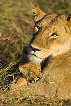 Portrait of female African Lioness (Panthera leo) and playful cub (4 weeks) Masai Mara Reserve, Kenya