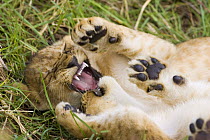 Close- up of African Lion (Panthera leo) cubs (7-8 weeks) playing, Masai Mara Reserve, Kenya