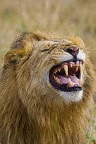 Male African Lion (Panthera leo) baring his teeth, Masai Mara Reserve, Kenya