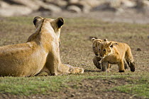 African Lion (Panthera leo) mother with cubs (4-5 weeks) running to her, Masai Mara Reserve, Kenya