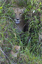 Mother African Lion (Panthera leo) and cub (4 weeks) at den site in grass, Masai Mara Reserve, Kenya