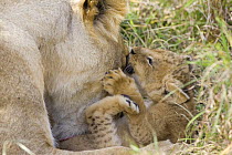African Lion (Panthera leo) cub (4 weeks) playing with its mother whilst being groomed, Masai Mara Reserve, Kenya
