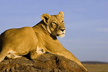 Africa Lioness (Panthera leo) resting on rock, Masai Mara Reserve, Kenya