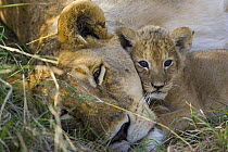African Lion (Panthera leo), portrait of mother and cub (4 weeks) resting, Masai Mara Reserve, Kenya