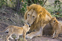 Cubs (7 weeks) playing with male African Lion (Panthera leo) Masai Mara Reserve, Kenya
