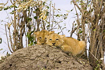 Two African Lion (Panthera leo) cubs (7-8 weeks) huddled together alone ontop of termite mound whilst mother is hunting, Masai Mara Reserve, Kenya
