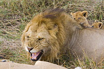 African Lion (Panthera leo) cub (8-9 weeks) playing with snarling adult male, Masai Mara Reserve, Kenya