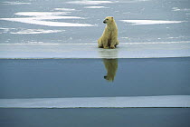 Solitary Polar Bear (Ursus maritimus) sittin gon ice edge, reflected in sea, Canada 1994