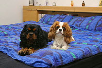 Two Cavalier King Charles Spaniels (black and tan and Blenheim) on bed