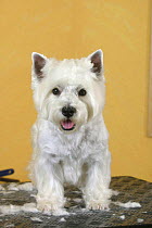 Domestic dog, West Highland White Terrier on trimming table