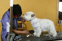 Woman shearing West Highland White Terrier with scissors