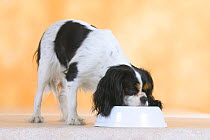 Cavalier King Charles Spaniel (tricolour) drinking from bowl
