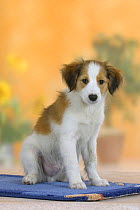 Domestic dog, Small Dutch Waterfowl Dog / Kooiker Hound / Kooikerhondje puppy, 3 months