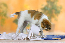 Domestic dog, Small Dutch Waterfowl Dog / Kooiker Hound / Kooikerhondje puppy, 3 months, playing with roll of toilet paper