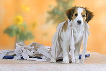Domestic dog, Small Dutch Waterfowl Dog / Kooiker Hound / Kooikerhondje puppy, 3 months, wrapped with toilet paper